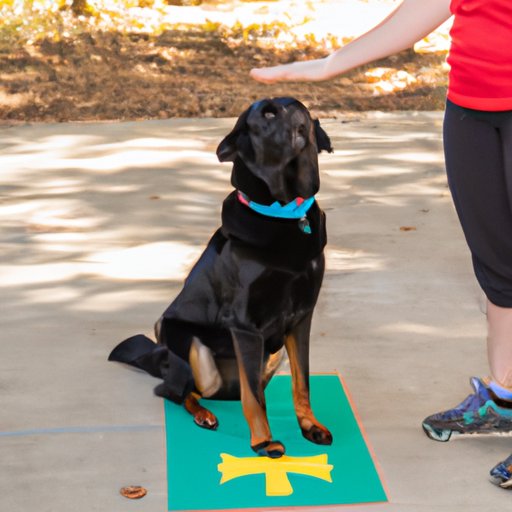 Examples of Obedience Exercises and Commands Needed for a Therapy Dog