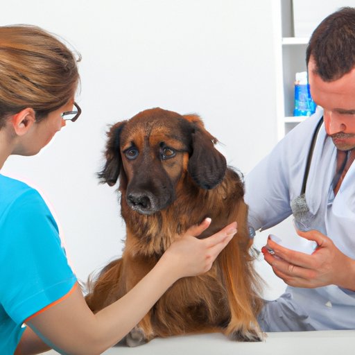 Consulting Your Vet Before Giving Your Dog Benadryl