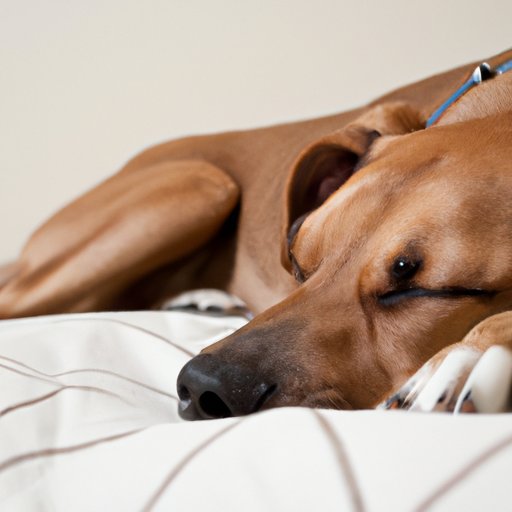 Understanding the Side Effects of Benadryl in Dogs