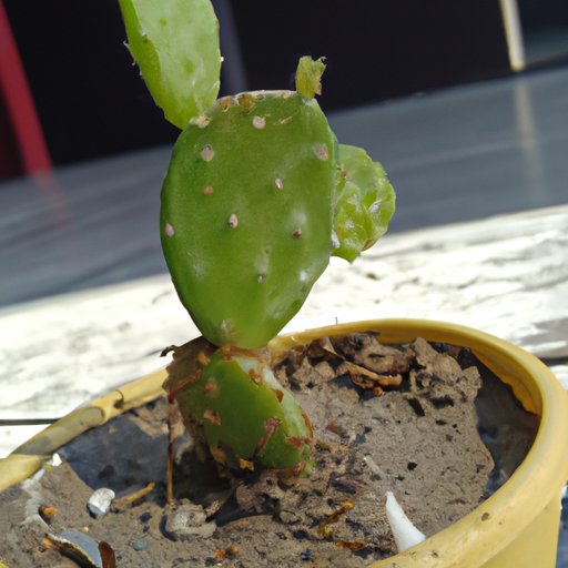 Potential Health Benefits of Consuming Cactus