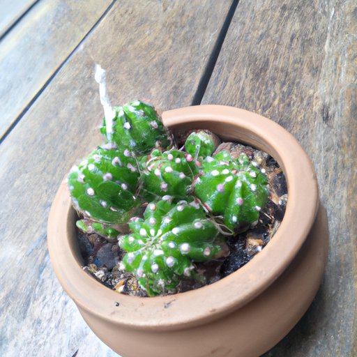 How to Incorporate Cactus Into Your Diet for Optimal Health