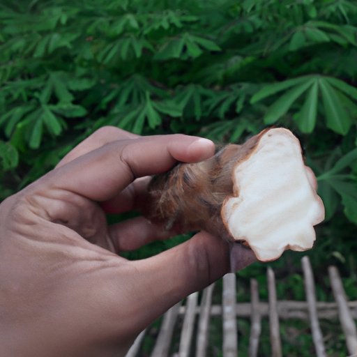 Exploring the Health Benefits of Cassava