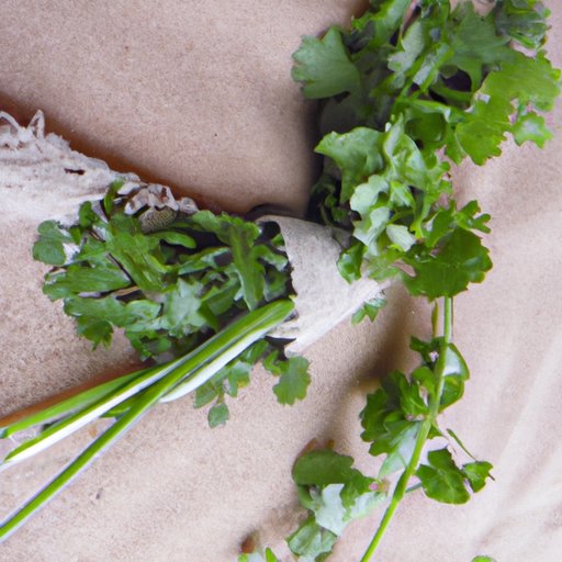 The Role of Cilantro in Traditional Medicine