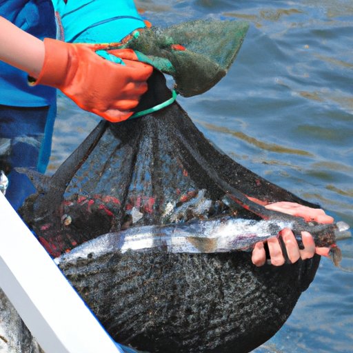 Investigating the Environmental Impact of Codfish Fishing