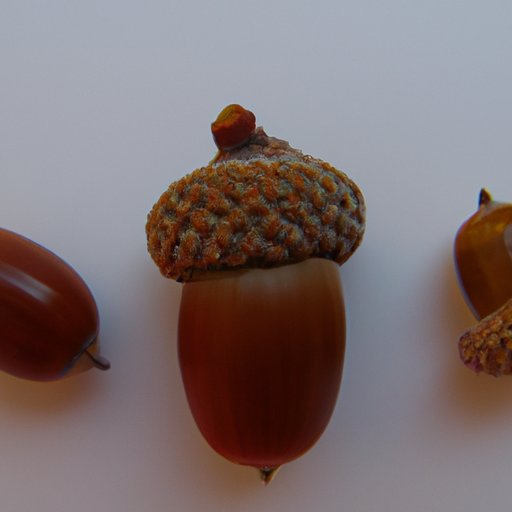 An Overview of Acorns and its Features