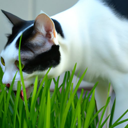 Dissecting the Myths Surrounding Cats Eating Grass