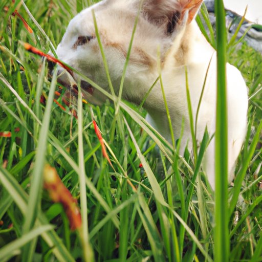 Understanding the Reasons Why Cats Eat Grass