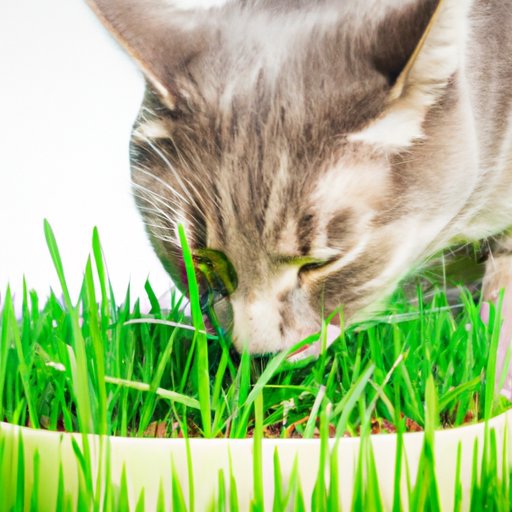 Investigating the Digestive Effects of Cats Eating Grass