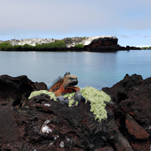 What You Need to Know Before Traveling to the Galapagos Islands