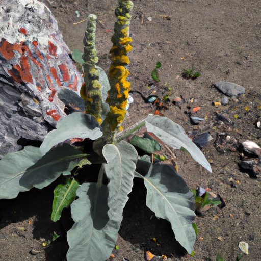 What to Consider Before Investing in Mullen