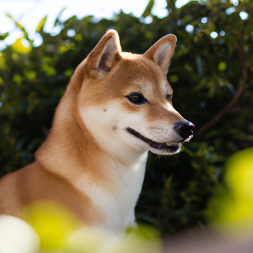 A Guide to Investing in Shiba Inu: What You Need to Know