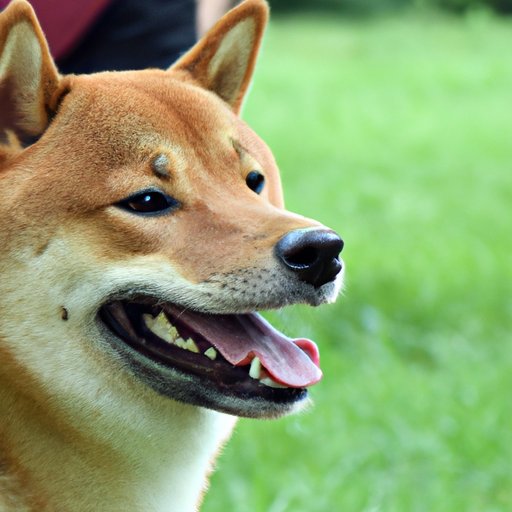 What to Consider Before Investing in Shiba Inu