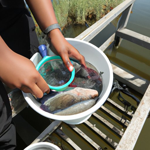 Investigating How Farming Practices Can Affect the Nutritional Value of Tilapia