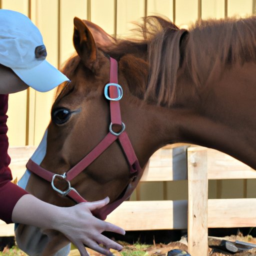 Exploring the Different Fields of Equine Science