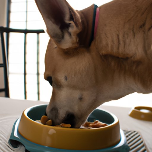 Different Perspectives on Dog Eating