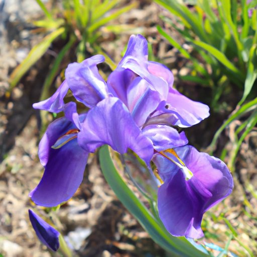 The Significance of Flowers in Fairy Tales and Folklore