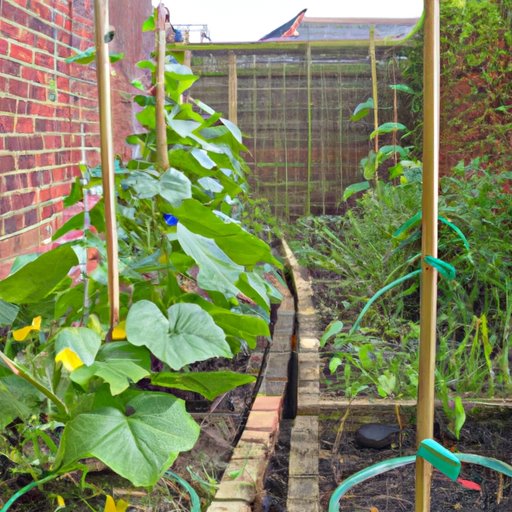 Making the Most of Growing Space with Cucumber Intercropping