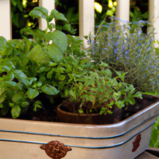 Maximize Your Space: A Guide to Growing an Herb Garden in a Small Container