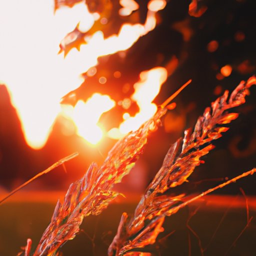 Harnessing the Power of Light: Mastering the Art of Golden Hour Photography