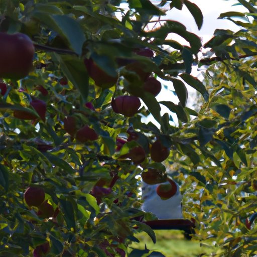 Unlocking the Mysteries of Apple Production: An Exploration of Pomology