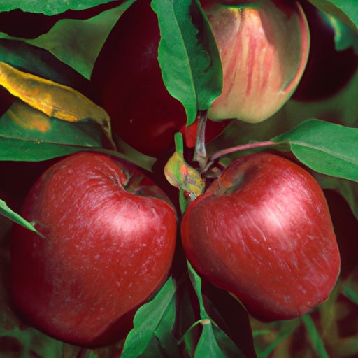 The Key to Perfectly Sweet Apples: An Overview of Pomology