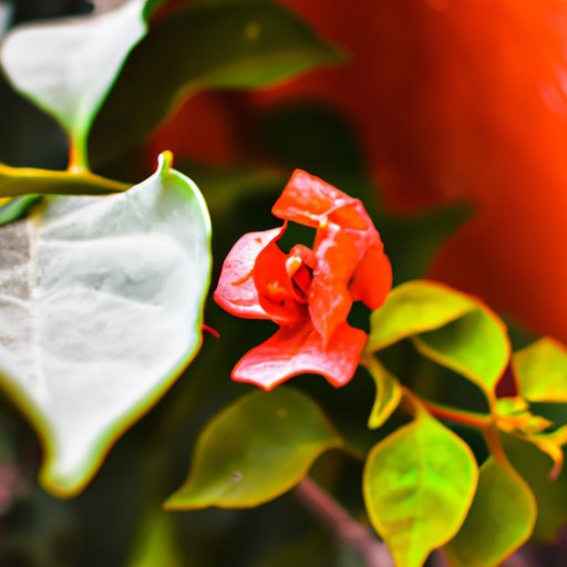 The Different Styles of Photography and What They Mean