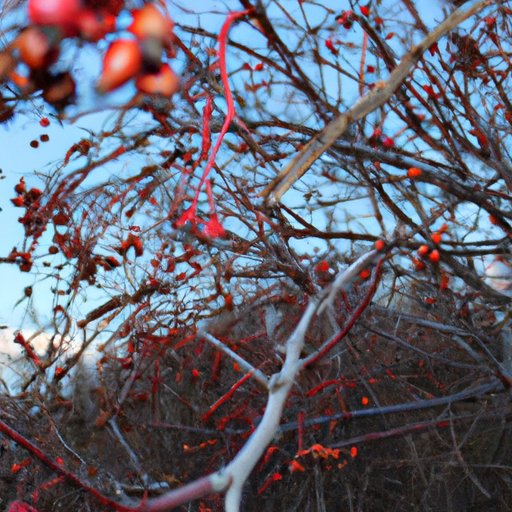 Review of the Past Season