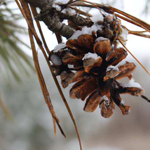 What to Expect in the Coming Season