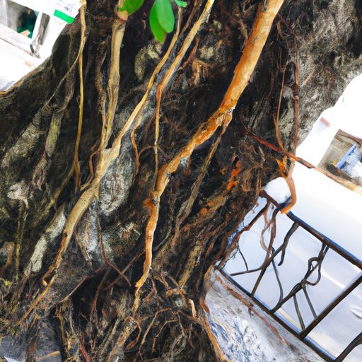 As Raízes da Minha Identidade