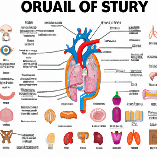 A Guide to the Anatomy of Your Organs