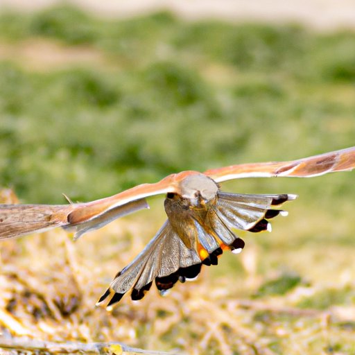 Breaking Down Where to Find Prey for Viewing