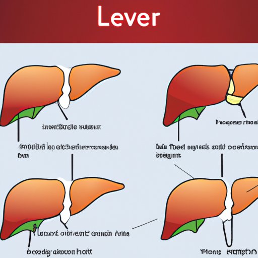 The Liver: Its Location and Functions