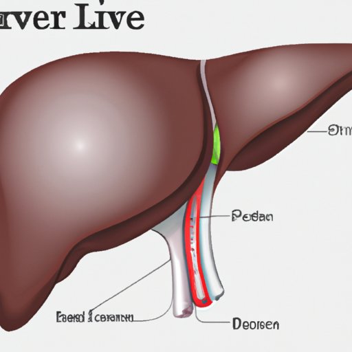The Liver: An Overview of This Important Organ