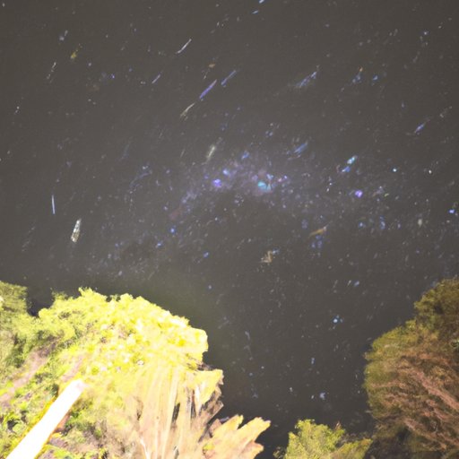 A Review of Where the Forest Meets the Stars