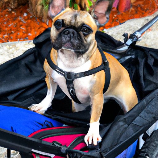 Taking Your Dog Along on Vacation