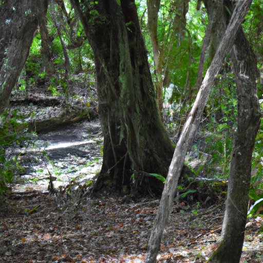 Exploring the Nature Parks of Florida