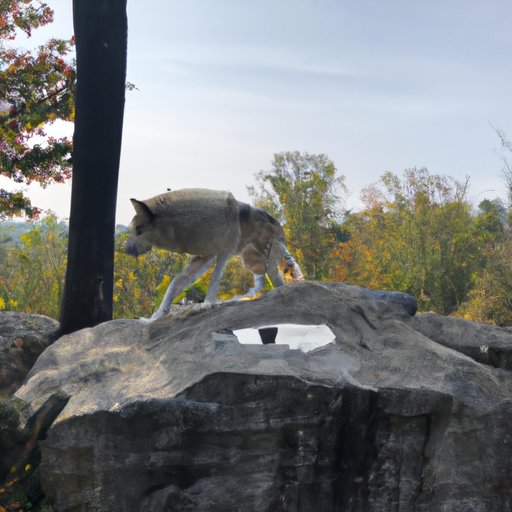 Exploring the Best Platforms for Watching Dances with Wolves