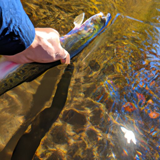 Exploring the Locations of Catch and Release