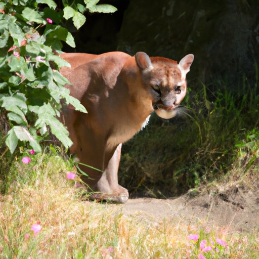 Pink Panther Culture: A Look at the History and Traditions of the Species