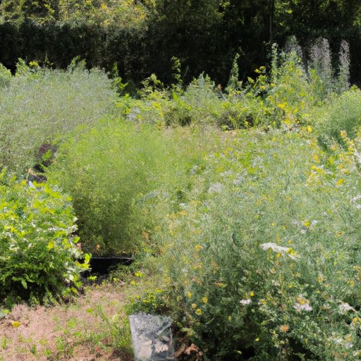 Profile of a Herbal Garden