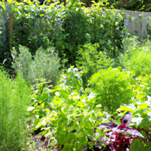 Benefits of Companion Planting with Herbs