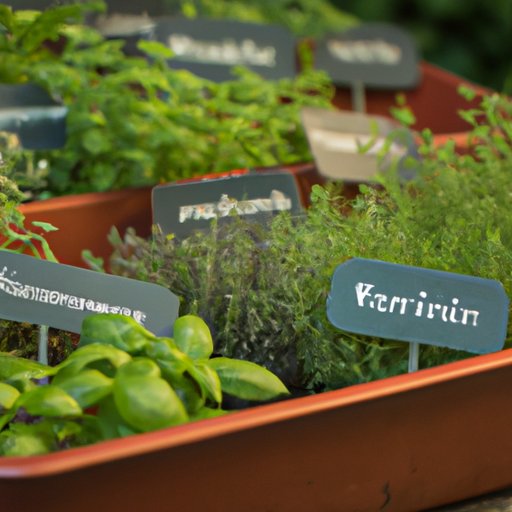 Tips for Growing Herbs Together