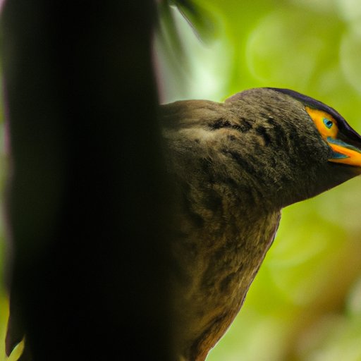 Looking into the Mystery Behind the Bird