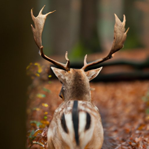 A Look Back at the Winner of the Last Season