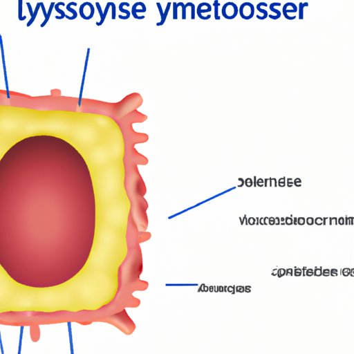 Lysosomes are Important for Intracellular Immune Responses