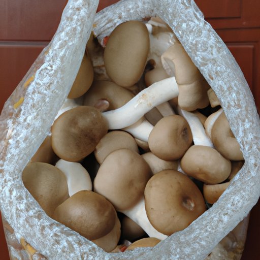 Using Mushrooms to Improve Brain Function