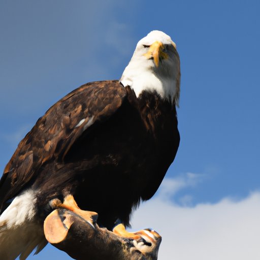 Exploring the History of the Eagles and How It Could Influence an Upcoming Tour