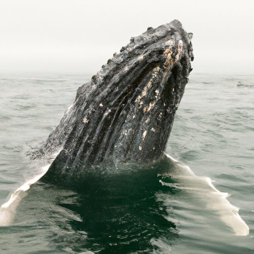 Exploring the Unusual Behavior of Gray Whales: A Closer Look at 