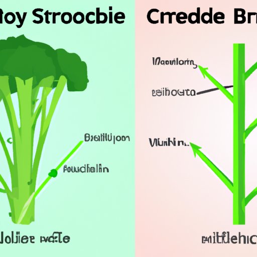 Comparing the Benefits of Eating Broccoli Stems to Other Parts of the Plant