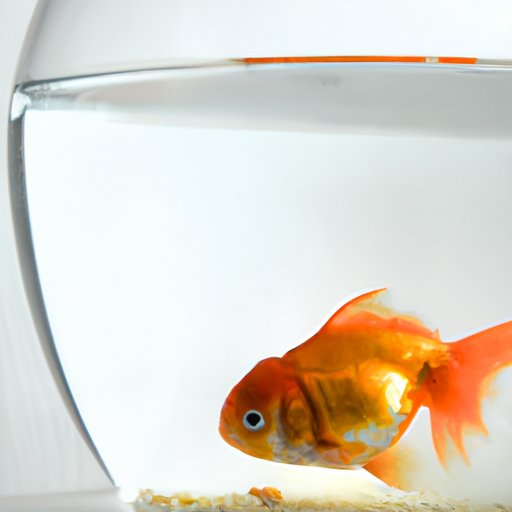 Exploring Common Health Issues of Goldfish